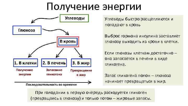 Получение энергии Углеводы быстро расщепляются и попадают в кровь Выброс гормона инсулина заставляет глюкозу