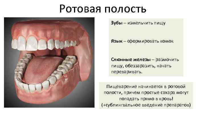 Ротовая полость зубы человека