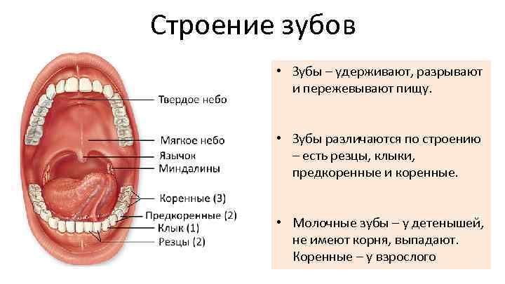 Строение зубов • Зубы – удерживают, разрывают и пережевывают пищу. • Зубы различаются по