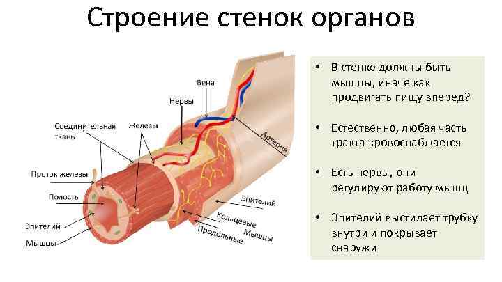 Строение стенок органов • В стенке должны быть мышцы, иначе как продвигать пищу вперед?