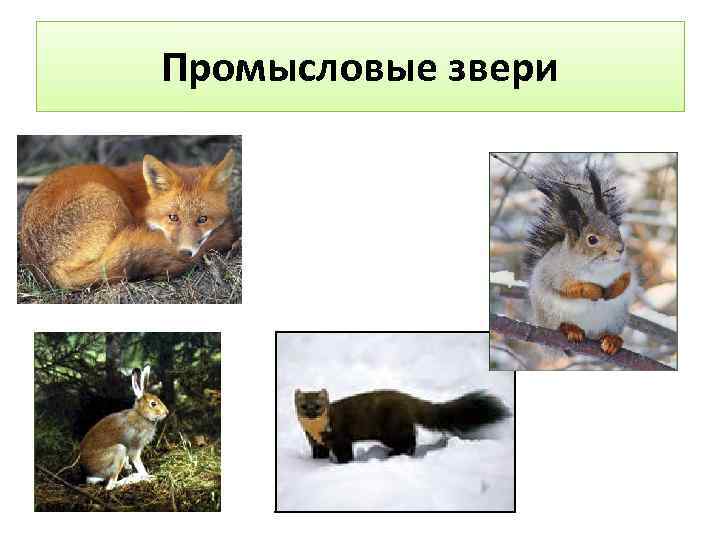 Промысловые звери 