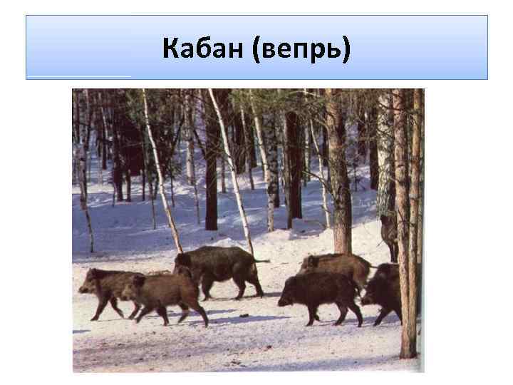 Кабан (вепрь) 