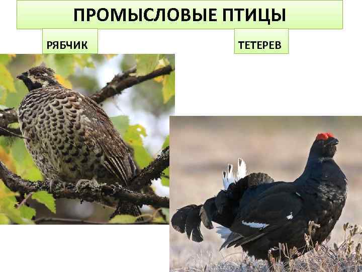 ПРОМЫСЛОВЫЕ ПТИЦЫ РЯБЧИК ТЕТЕРЕВ 