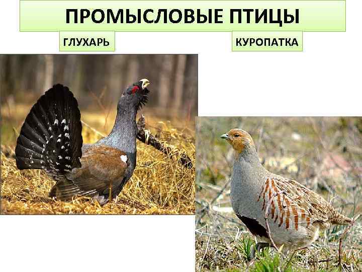 ПРОМЫСЛОВЫЕ ПТИЦЫ ГЛУХАРЬ КУРОПАТКА 
