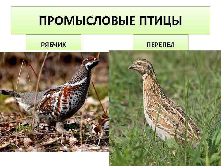 ПРОМЫСЛОВЫЕ ПТИЦЫ РЯБЧИК ПЕРЕПЕЛ 