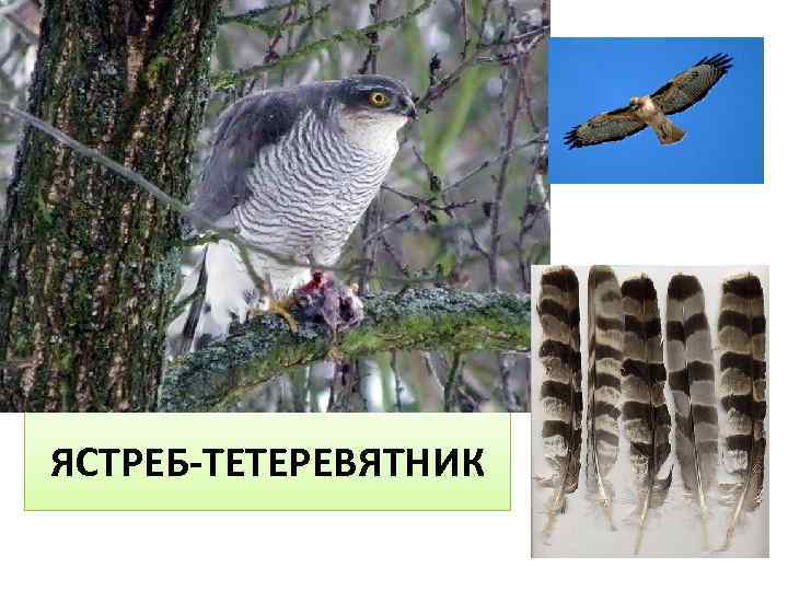 ЯСТРЕБ-ТЕТЕРЕВЯТНИК 