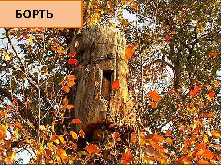 БОРТЬ 