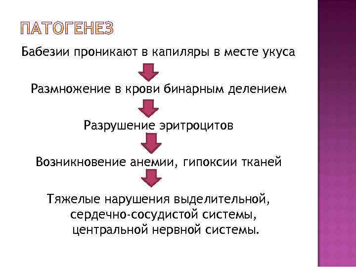 Бабезии проникают в капиляры в месте укуса Размножение в крови бинарным делением Разрушение эритроцитов