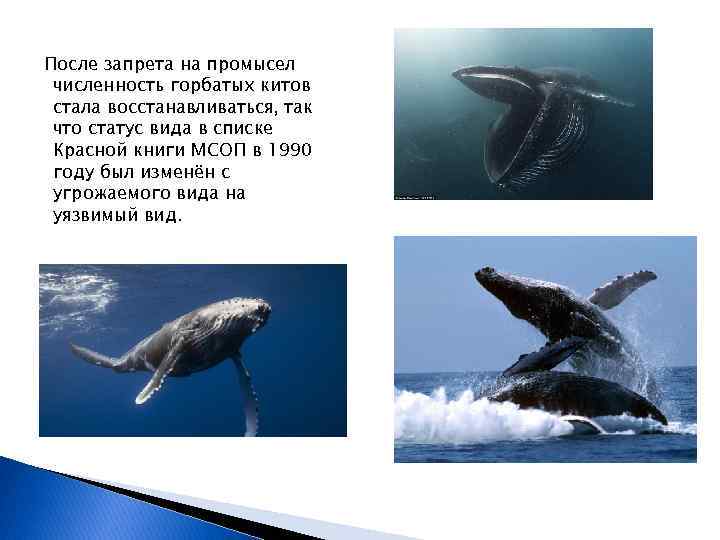 После запрета на промысел численность горбатых китов стала восстанавливаться, так что статус вида в