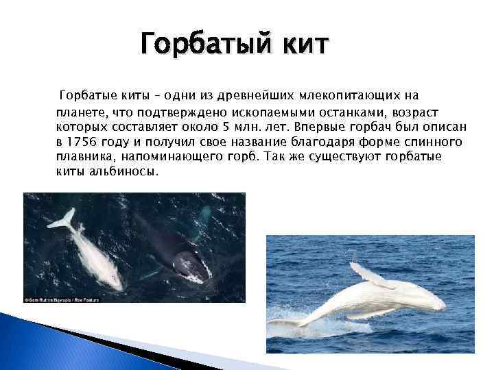 Горбатый кит Горбатые киты – одни из древнейших млекопитающих на планете, что подтверждено ископаемыми