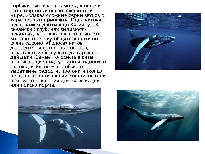 Горбачи распевают самые длинные и разнообразные песни в животном мире, издавая сложные серии звуков