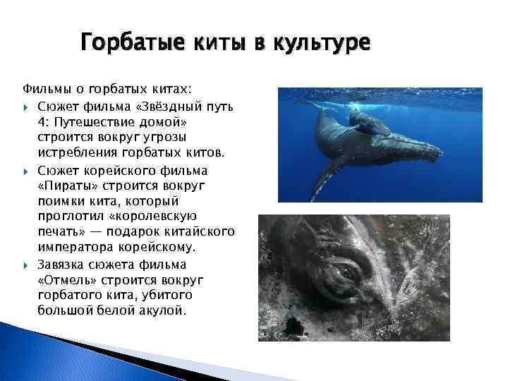 Горбатые киты в культуре Фильмы о горбатых китах: Сюжет фильма «Звёздный путь 4: Путешествие