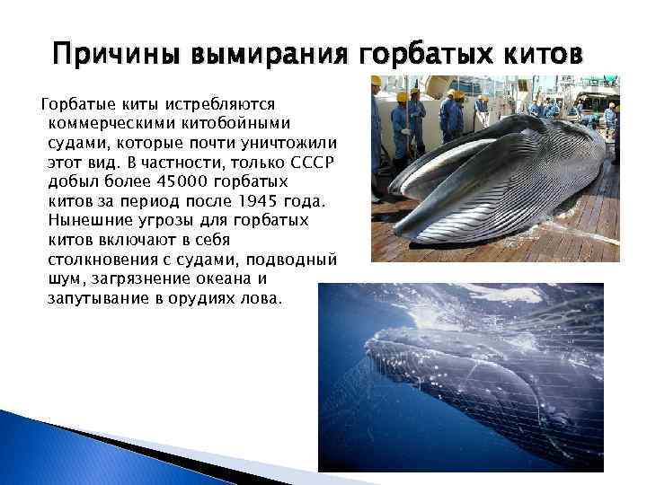 Причины вымирания горбатых китов Горбатые киты истребляются коммерческими китобойными судами, которые почти уничтожили этот