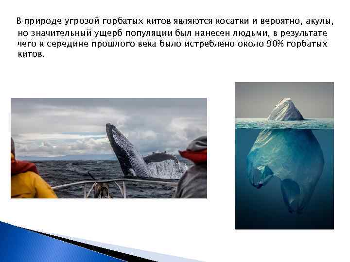 В природе угрозой горбатых китов являются косатки и вероятно, акулы, но значительный ущерб популяции