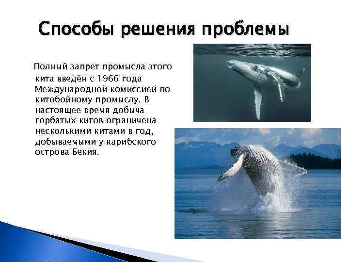 Способы решения проблемы Полный запрет промысла этого кита введён с 1966 года Международной комиссией