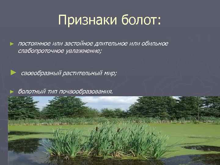 Укажите образование болот. Признаки болота. Типы болот по растительности. Характеристика болот. Основные признаки болота.
