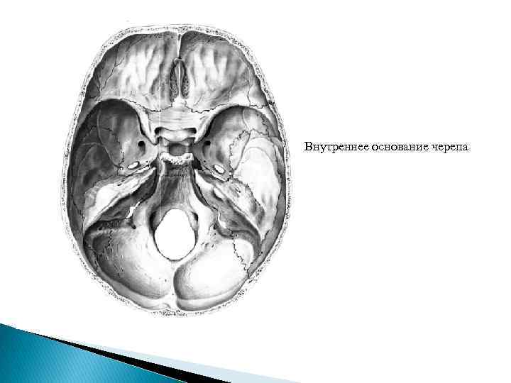 Внутреннее основание черепа 