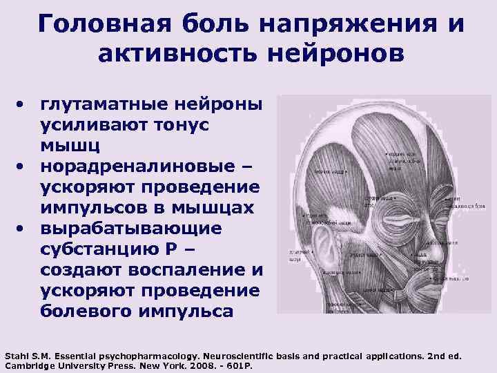 Головная боль напряжения и активность нейронов • глутаматные нейроны усиливают тонус мышц • норадреналиновые