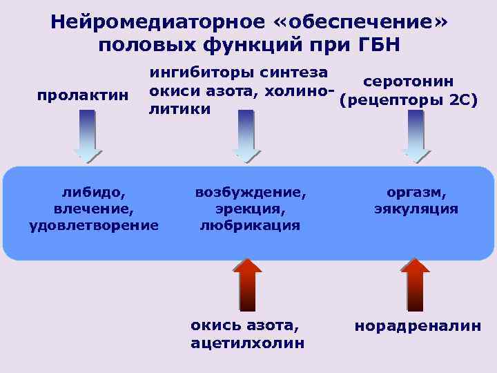 Нейромедиаторное «обеспечение» половых функций при ГБН пролактин ингибиторы синтеза серотонин окиси азота, холино(рецепторы 2