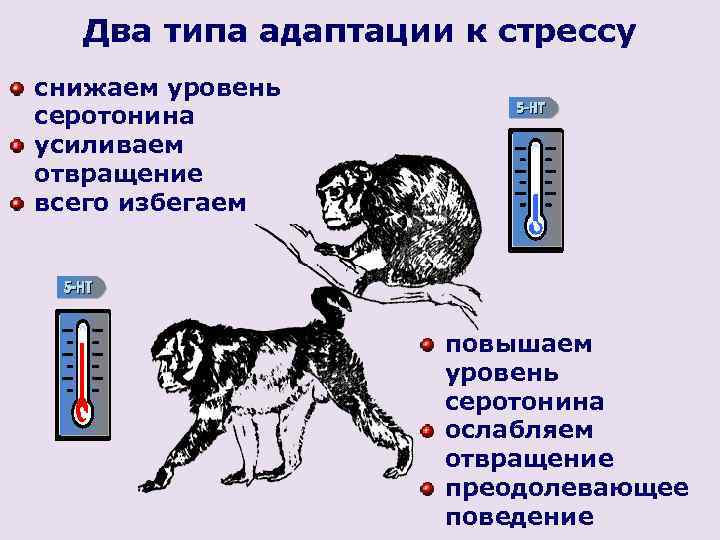 Два типа адаптации к стрессу снижаем уровень серотонина усиливаем отвращение всего избегаем повышаем уровень