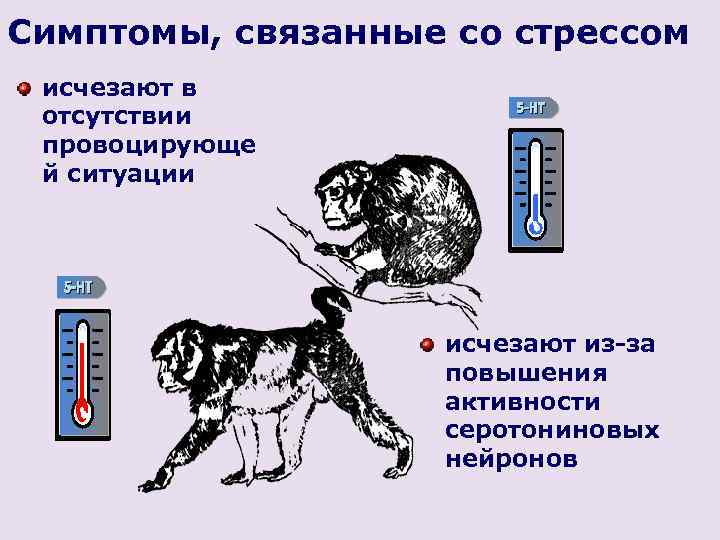 Симптомы, связанные со стрессом исчезают в отсутствии провоцирующе й ситуации исчезают из-за повышения активности