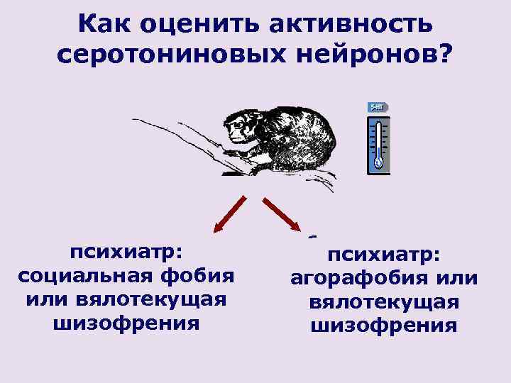 Как оценить активность серотониновых нейронов? не принимаем пищу «на психиатр: людях» социальная фобия не