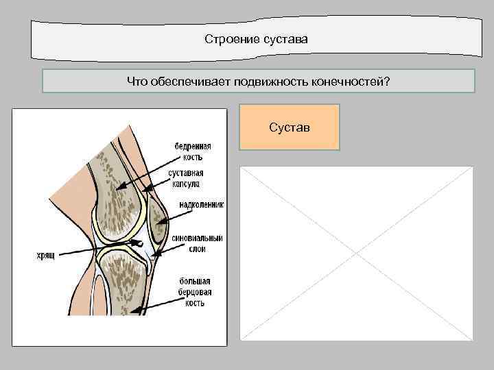 Строение сустава Что обеспечивает подвижность конечностей? Сустав 