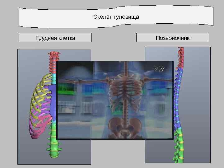 Скелет туловища Грудная клетка Позвоночник 