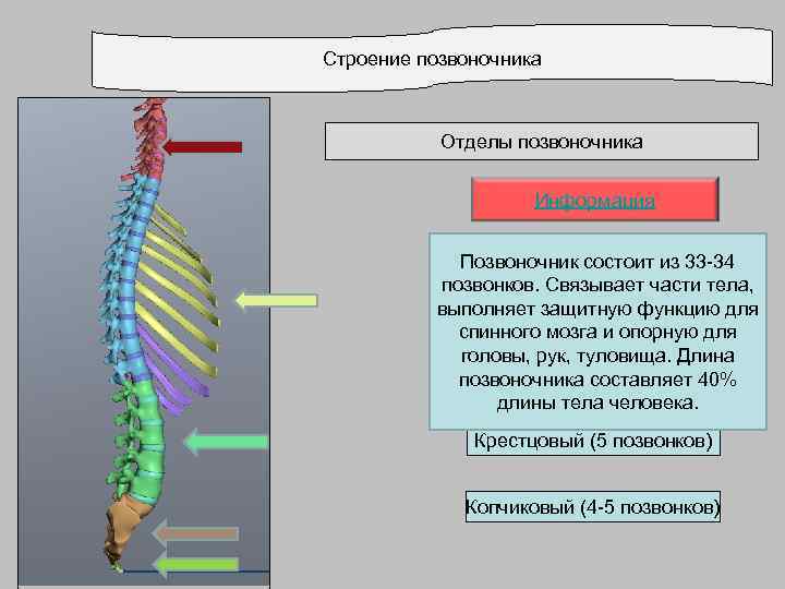 Строение позвоночника Отделы позвоночника Информация Шейный (7 позвонков) Позвоночник состоит из 33 -34 позвонков.