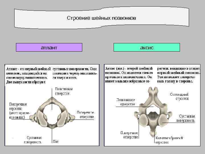 Строение шейных позвонков атлант аксис 