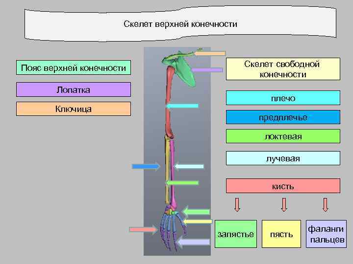 Скелет верхней конечности Пояс верхней конечности Скелет свободной конечности Лопатка плечо Ключица предплечье локтевая