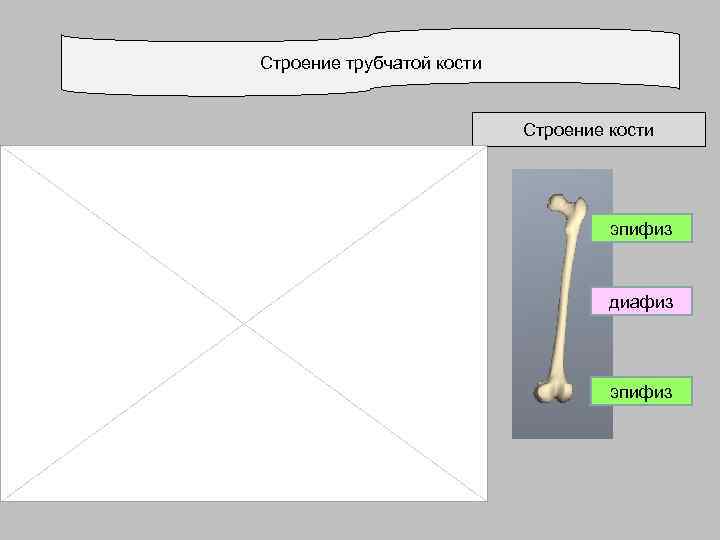 Строение трубчатой кости Строение кости эпифиз диафиз эпифиз 