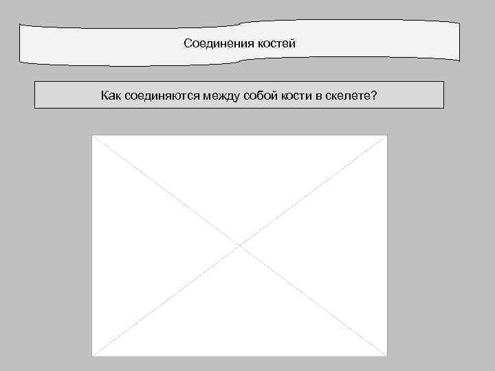 Соединения костей Как соединяются между собой кости в скелете? 