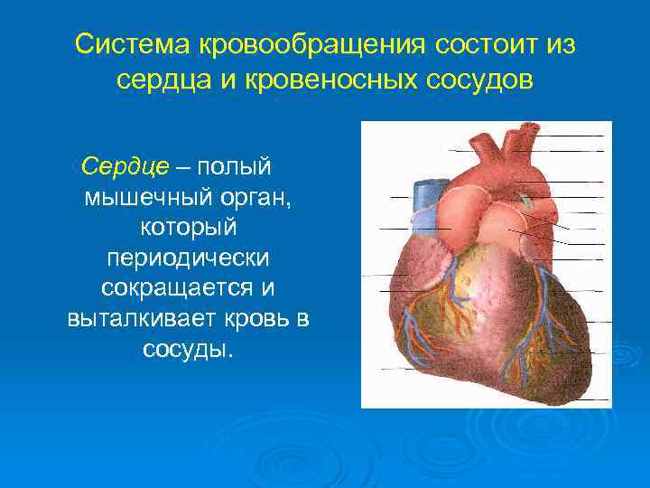 Система кровообращения состоит из сердца и кровеносных сосудов Сердце – полый мышечный орган, который