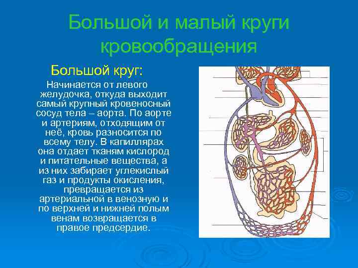 Большой и малый круги кровообращения Большой круг: Начинается от левого желудочка, откуда выходит самый