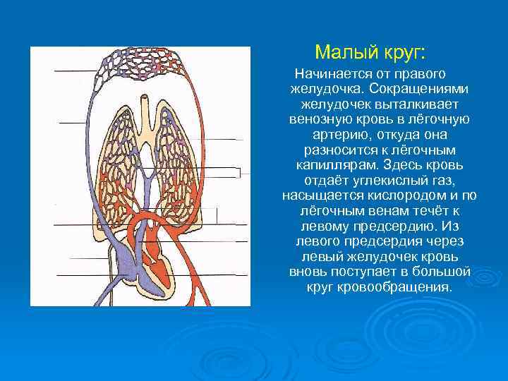 Малый круг: Начинается от правого желудочка. Сокращениями желудочек выталкивает венозную кровь в лёгочную артерию,