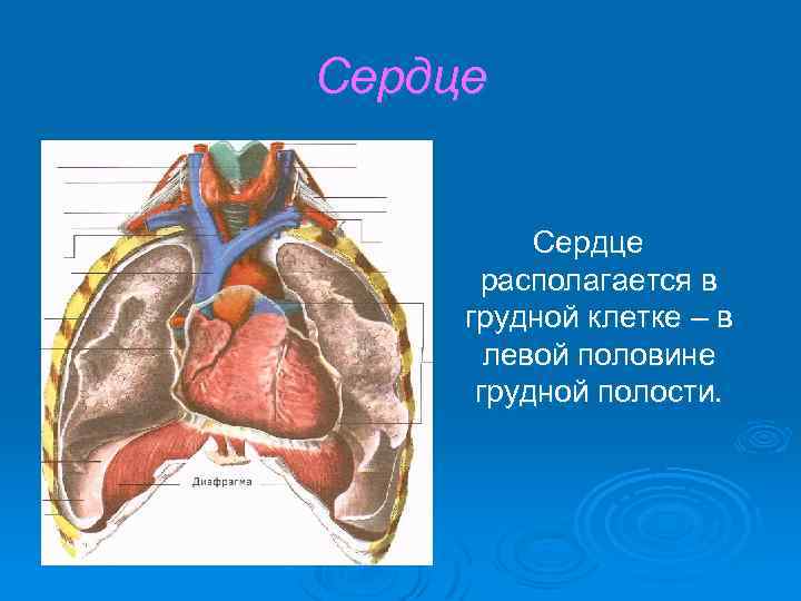 Сердце располагается в грудной клетке – в левой половине грудной полости. 