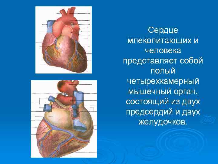 Сердце млекопитающих и человека представляет собой полый четырехкамерный мышечный орган, состоящий из двух предсердий