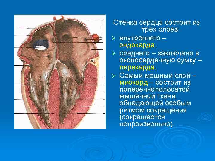 Стенка сердца состоит из трех слоев: Ø внутреннего – эндокарда, Ø среднего – заключено