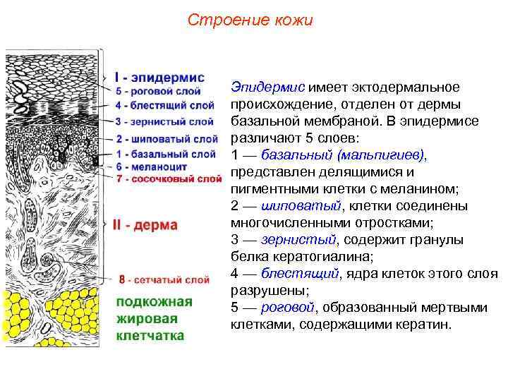 Строение кожи Эпидермис имеет эктодермальное происхождение, отделен от дермы базальной мембраной. В эпидермисе различают