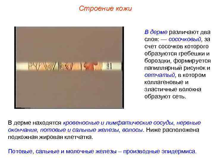 Строение кожи В дерме различают два слоя: — сосочковый, за счет сосочков которого образуются