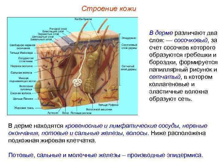 Строение кожи В дерме различают два слоя: — сосочковый, за счет сосочков которого образуются