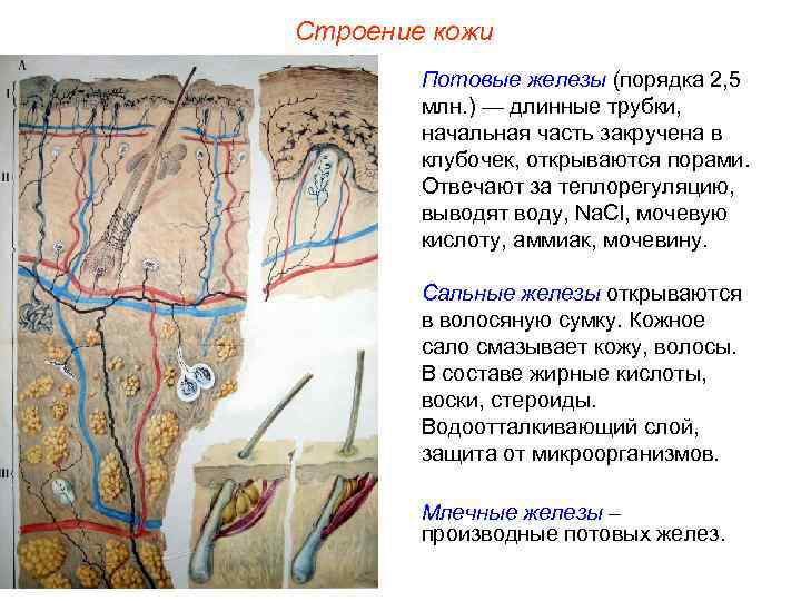 Строение кожи Потовые железы (порядка 2, 5 млн. ) — длинные трубки, начальная часть