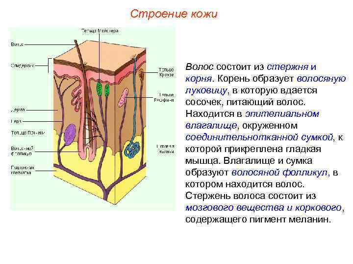 Строение кожи Волос состоит из стержня и корня. Корень образует волосяную луковицу, в которую