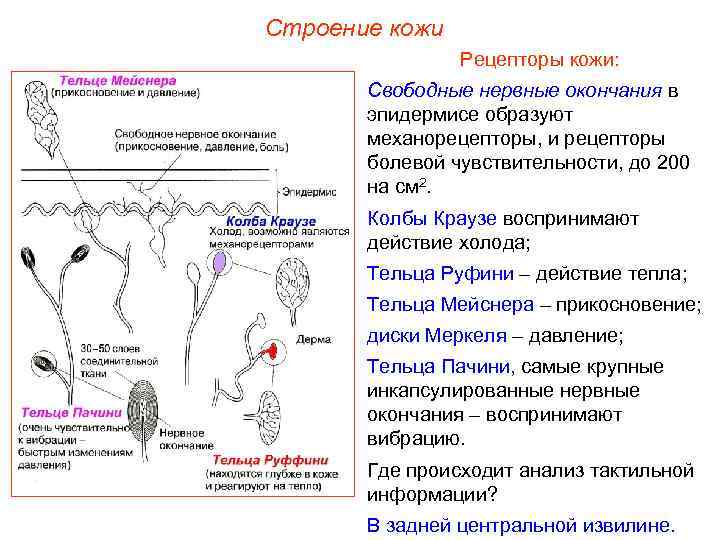 Строение кожи Рецепторы кожи: Свободные нервные окончания в эпидермисе образуют механорецепторы, и рецепторы болевой