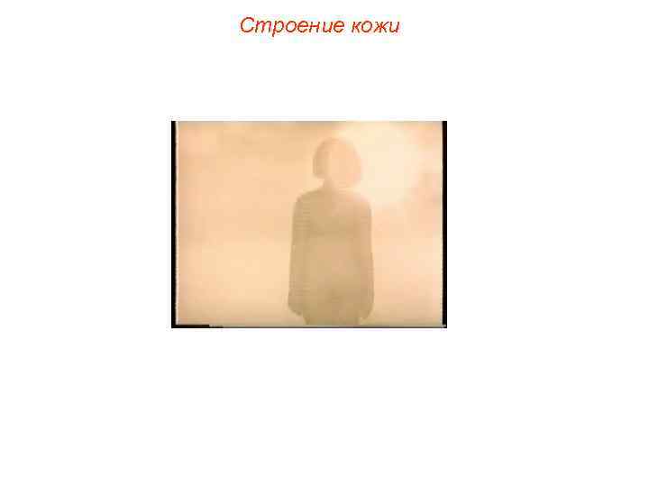 Строение кожи 