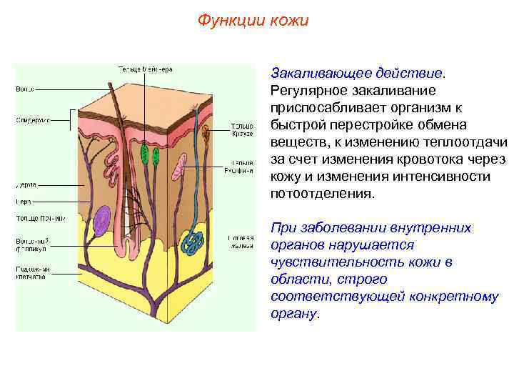 Функции кожи Закаливающее действие. Регулярное закаливание приспосабливает организм к быстрой перестройке обмена веществ, к