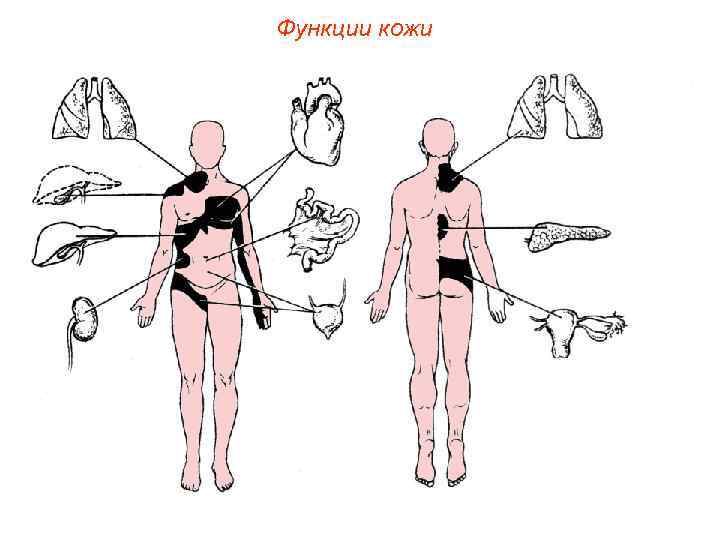 Функции кожи 