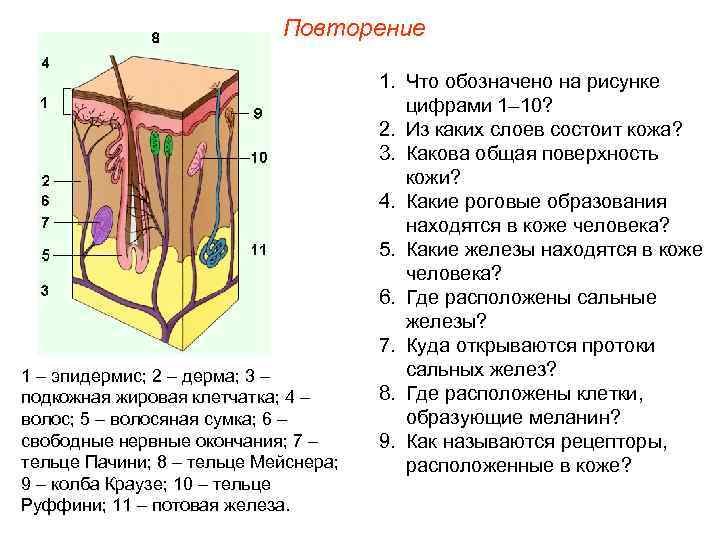 Повторение 1 – эпидермис; 2 – дерма; 3 – подкожная жировая клетчатка; 4 –