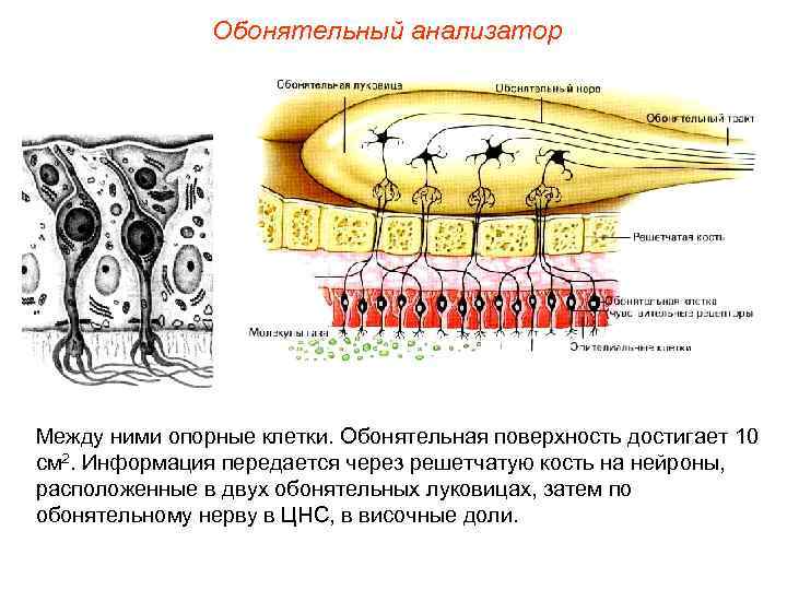 Обонятельный анализатор Между ними опорные клетки. Обонятельная поверхность достигает 10 см 2. Информация передается